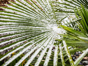 palm-tree-branch-under-snow-fronds-86038115